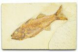 Uncommon Fish Fossil (Mioplosus) - Wyoming #379468-1